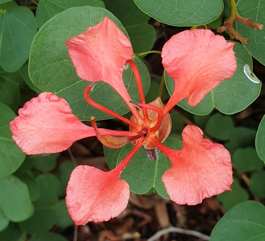 Bauhinia galpinii, Capalaba, AU-QL, AU