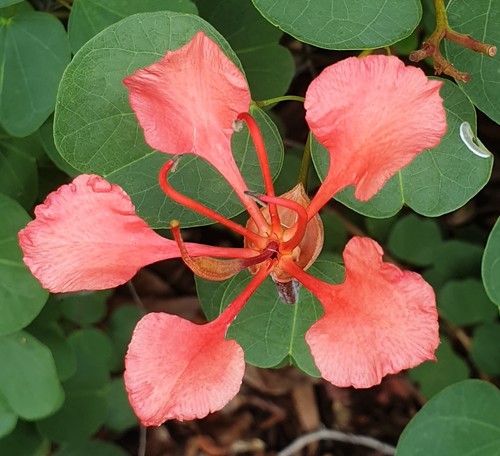 Bauhinia galpinii