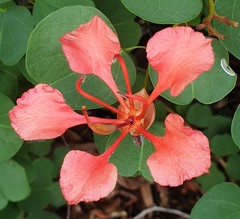 Bauhinia galpinii