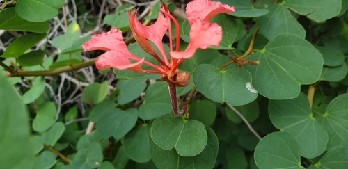 Bauhinia galpinii