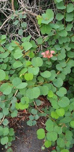 Bauhinia galpinii