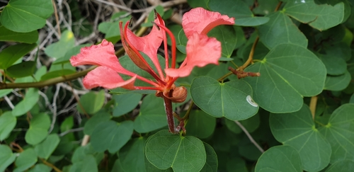 Bauhinia galpinii