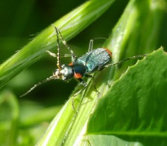 Clanoptilus assimilis