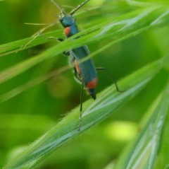 Clanoptilus assimilis