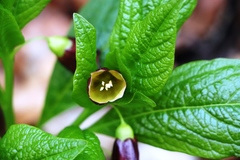 Scopolia carniolica