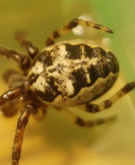 Larinioides suspicax