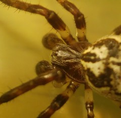 Larinioides suspicax
