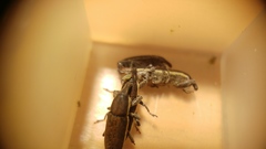 Lixus albomarginatus