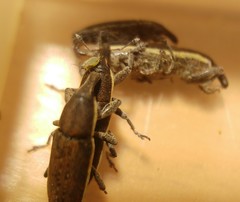 Lixus albomarginatus