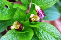 Scopolia carniolica