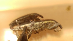 Lixus albomarginatus