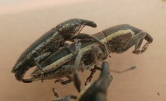 Lixus albomarginatus