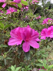 Rhododendron pulchrum phoeniceum