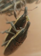 Lixus albomarginatus