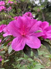 Rhododendron pulchrum phoeniceum