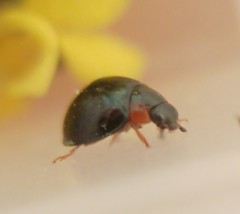 Parexochomus nigromaculatus