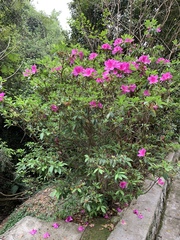 Rhododendron pulchrum phoeniceum