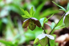 Helleborus atrorubens