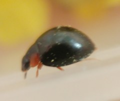 Parexochomus nigromaculatus