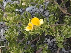 Aspalathus marginata