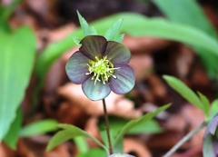 Helleborus atrorubens