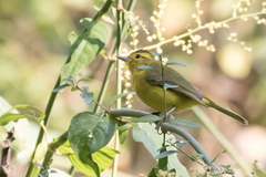 Vireo hypochryseus