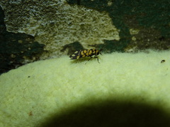 Asura polyspila