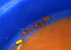 Trichodactylus fluviatilis