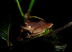 Haddadus binotatus