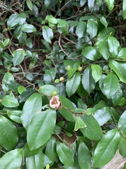 Magnolia figo