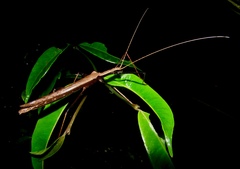 Pseudophasma flavicorne