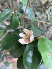 Magnolia figo