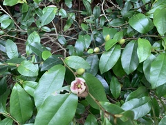 Magnolia figo