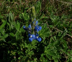 Lupinus subcarnosus