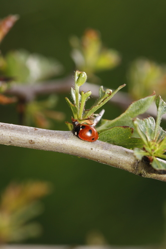 5-spotted Lady Beetle, Haarle, Nederland, photo 7 of 10