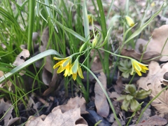 Gagea lutea
