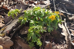 Anemonoides ranunculoides