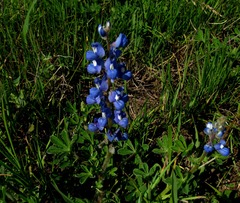 Lupinus subcarnosus