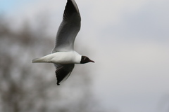 Chroicocephalus ridibundus