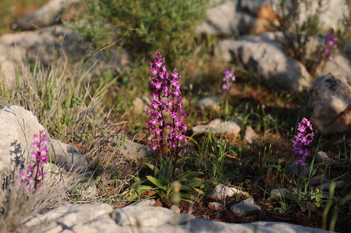 four-spotted orchis