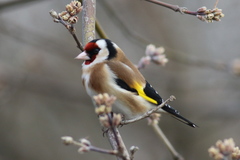 Carduelis carduelis