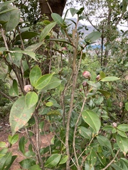 Camellia japonica