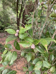 Camellia japonica