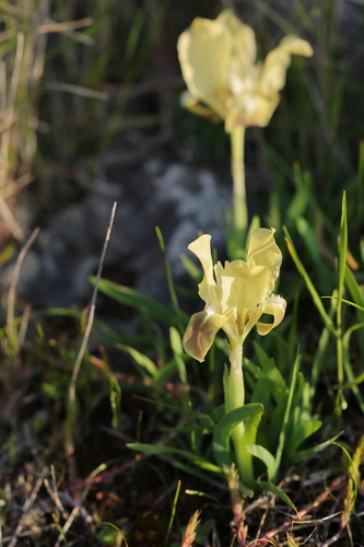 Iris attica