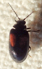 Herthania concinna