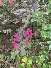 Loropetalum chinense