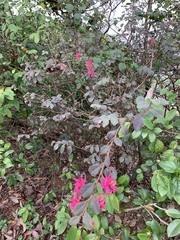 Loropetalum chinense