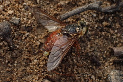 Tabanus australicus
