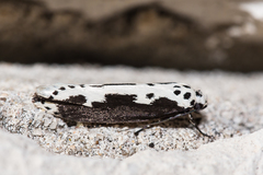 Ethmia semilugens