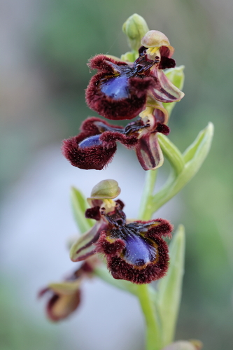 Mirror Orchid